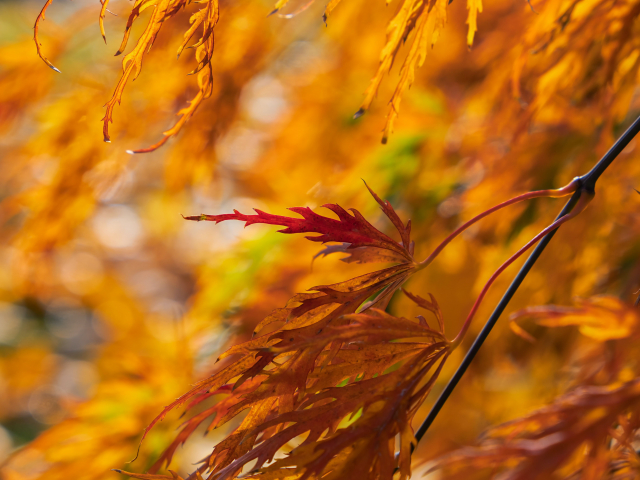 Herbst Photo by Ilona Frey on Unsplash