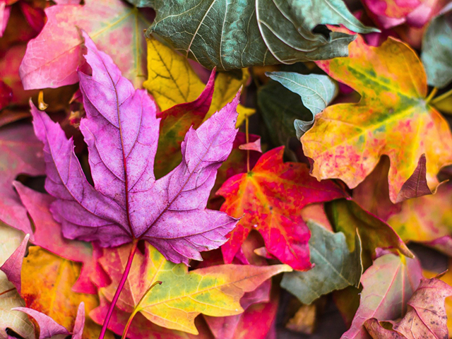 Herbstfreizeit StockSnap by Pixabay 640x480